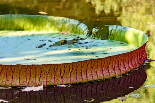 Victoria regia, aquatic plant typical of the Amazon region, floating on the waters of a lake