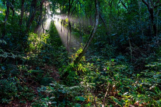 Light streaming through the trees of the dense rainforest in Rio de Janeiro