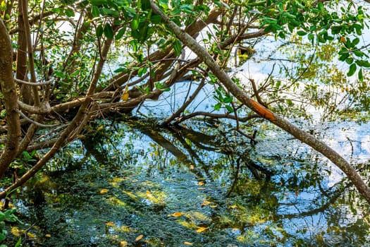 Mangrove vegetation with its roots contented and immersed in water