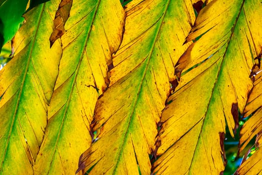 Texture of green and yellow leaves backlit