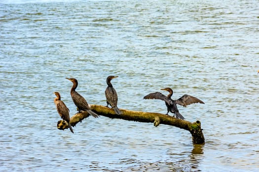 Neotropic Cormorant perched on a dead tree change over the sea waters to rest and dry the wings