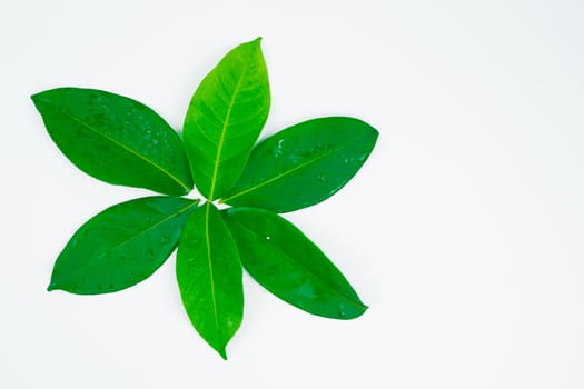 Aromatic bay leaves isolated on white background in studio