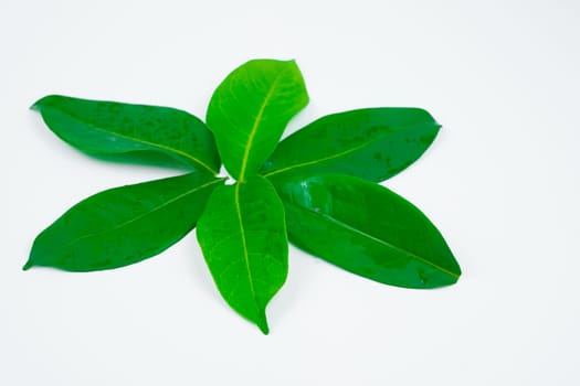 Aromatic bay leaves isolated on white background in studio