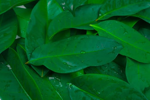 Horizontal full frame bay leaf herbal foliage full frame background shot in studio