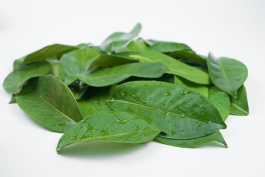 Aromatic bay leaves isolated on white background in studio