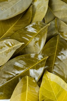 Full frame shot of bay leaves after being boiled in the hot water in the studio. Background