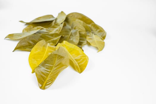 Bay leaves after being boiled and put on the white table. Isolated for copy space.
