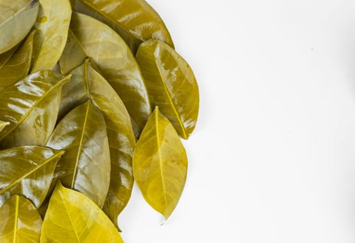 Bay leaves after being boiled and put on the white table. Isolated for copy space.