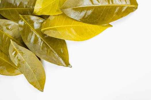 Bay leaves after being boiled and put on the white table. Isolated for copy space.