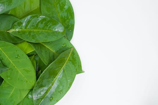 Aromatic bay leaves isolated on white background in studio