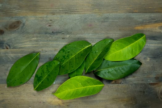 Bay leaves on the wooden tables shot in the studio. Copy space.