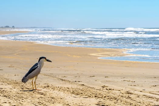 Sea bird perched on the sand of Torres beach, Rio Grande do Sul with the sea and waves in the background