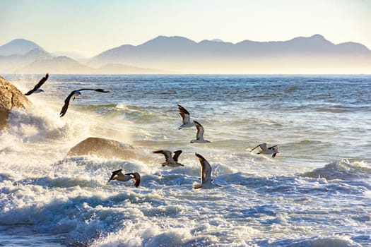 Seagull flying at dawn over the sea and the rocks of Ipanema in Rio de Janeiro