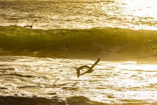 Seagulls flying over the sea and waves during sunrise on Ipanema beach in Rio de Janeiro, Brazil