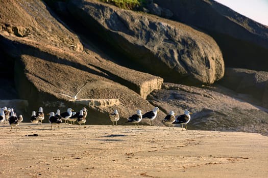 Seagulls resting on the sand at Devil beach in Ipanema in Rio de Janeiro