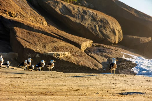 Seagulls resting on the sand in front of the sea of Ipanema beach in Rio de Janeiro at dawn