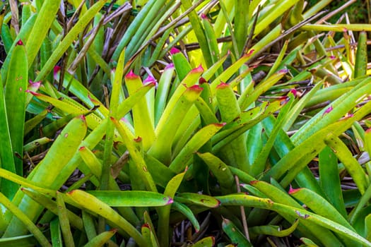 Several bromeliads together in the Brazilian rainforest