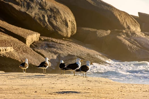 Seagulls resting on the sand at Devil beach in Ipanema in Rio de Janeiro