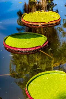 Water Lily typical of the Amazon with its characteristic circular shape floating on the calm waters of a lake