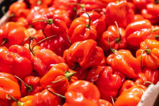Organic red habanero hot pepper, selective focus. Sale of vegetables in a hypermarket