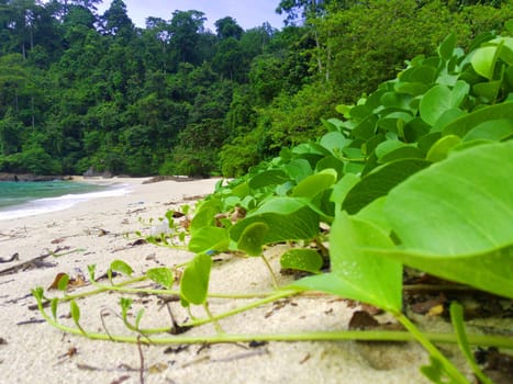 Ipomoea pes-caprae, also known as bayhops, bay-hops, beach morning glory or goat's foot located on the green bay.