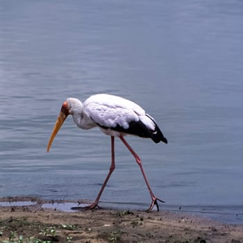 Yellowbilled Stork (Mycteria ibis, Selous Game Reserve, Morogoro, Tanzania, Africa