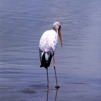 Yellowbilled Stork (Mycteria ibis, Selous Game Reserve, Morogoro, Tanzania, Africa