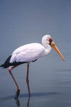 Yellowbilled Stork (Mycteria ibis, Selous Game Reserve, Morogoro, Tanzania, Africa