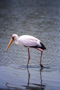 Yellowbilled Stork (Mycteria ibis, Selous Game Reserve, Morogoro, Tanzania, Africa