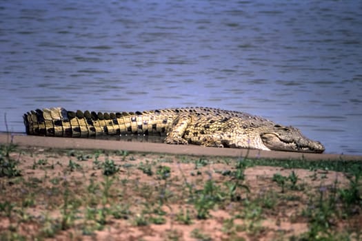 Nile Crocodile (Crocodylus niloticus, Selous Game Reserve, Morogoro, Tanzania, Africa