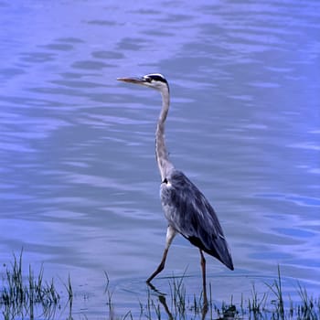 Grey Heron (Ardea cinerea, Selous Game Reserve, Morogoro, Tanzania, Africa