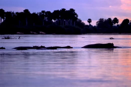 Hippopotamus (Hippopotamus amphibius, Selous Game Reserve, Morogoro, Tanzania, Africa