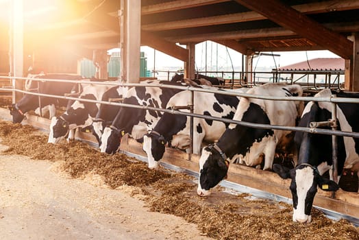 Calf cow in cage, caring on bio farm farming, feed hay grass silage pets, dairy cattle breeds, cowshed feeding. Fleckvieh breed, happy dairy cows of sustainable development. Suitable for both milk. Dairy cows feeding in a row. Cows eating in a modern barn. A cow in feeding shed being inquisitive.