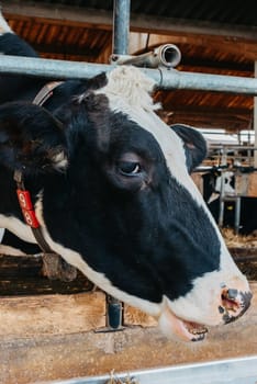 Calf cow in cage, caring on bio farm farming, feed hay grass silage pets, dairy cattle breeds, cowshed feeding. Fleckvieh breed, happy dairy cows of sustainable development. Suitable for both milk. Dairy cows feeding in a row. Cows eating in a modern barn. A cow in feeding shed being inquisitive.