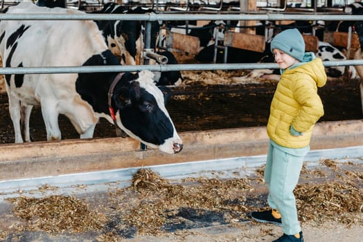 Caucasian little boy feeding cows on farm. Herd of milk cattle. Modern family countryside lifestyle. Agriculture and farming. Autumn season