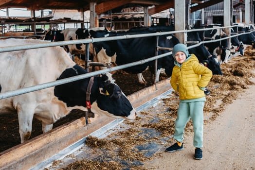 Caucasian little boy feeding cows on farm. Herd of milk cattle. Modern family countryside lifestyle. Agriculture and farming. Autumn season