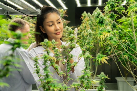 Female scientists researching cannabis hemp and marijuana plants in gratifying indoor curative cannabis plants farm. Cannabis plants for medicinal cannabis products for healthcare and medical purpose.