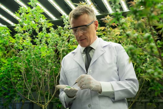 Scientist researching cannabis hemp and marijuana plants in gratifying indoor curative cannabis plants farm. Cannabis plants for medicinal cannabis products for healthcare and medical purposes.