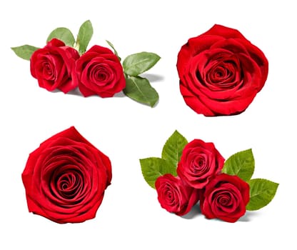 collection of various roses on white background. each one is shot separately