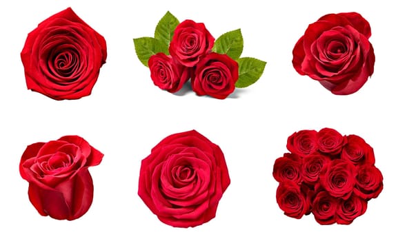 collection of various roses on white background. each one is shot separately