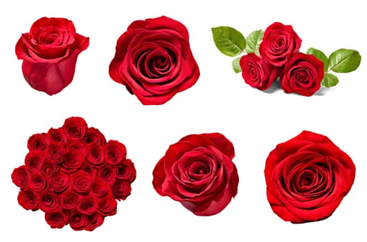 collection of various roses on white background. each one is shot separately