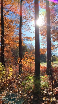 View of forest, clearing on sunny windy day in autumn. Brown leaves on trees bushes, grass swaying in wind against clear blue sky and bright sun in autumn. Beautiful natural background.