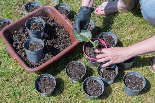 female hands in black gloves transplant a violet houseplant into new pots with earth outdoors, High quality photo