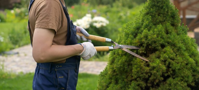 A young man in a straw hat and hands in gloves is trimming bushes in his garden with a big secateur. A professional gardener is cutting a thuja tree for a better shape