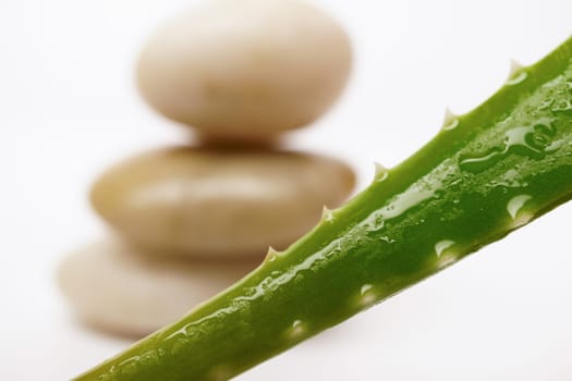 close-up of green aloe vera leaf with dewdrops and stacked stones isolated on white background