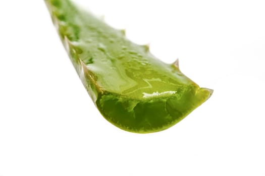 close-up of a cut aloe vera branch isolated on a white background