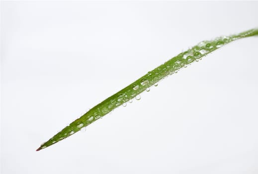 closeup of a green leaf with dewdrops isolated on a white background