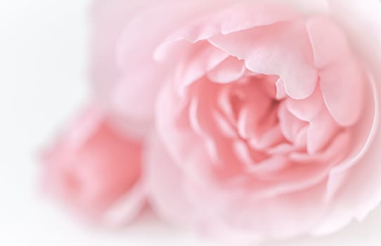 Pale pink rose flower isolated on white background. Soft focus. Macro flowers backdrop for holiday brand design