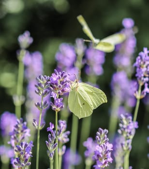 Beautiful yellow Gonepteryx rhamni or common brimstone butterfly on a purple lavender flower in a sunny garden.