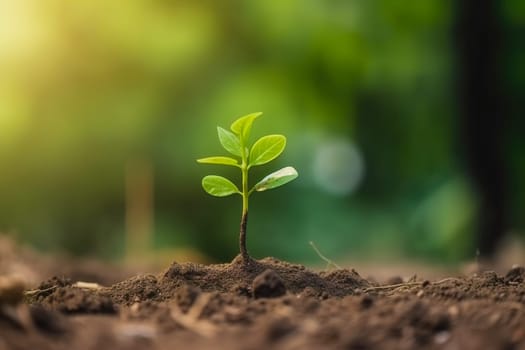 Young green plant growing at sunlight in the garden. World Earth Day banner. Save world concept.